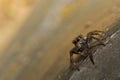 Small jumping spider with big eyes Royalty Free Stock Photo