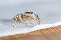 Small jumping spider close up