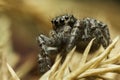 Small jumping spider, close-up image, space for text Royalty Free Stock Photo