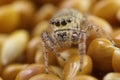 Small jumping spider, close-up image, space for text Royalty Free Stock Photo