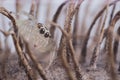 Small jumping spider, close-up image, space for text Royalty Free Stock Photo