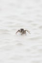 Small jumping spider Royalty Free Stock Photo