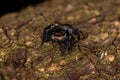 Small jumping spider Royalty Free Stock Photo