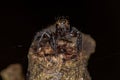 Small jumping spider Royalty Free Stock Photo