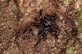 Small jumping spider Royalty Free Stock Photo