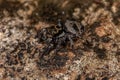 Small jumping spider Royalty Free Stock Photo