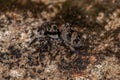 Small jumping spider Royalty Free Stock Photo