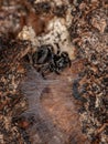 Small jumping spider Royalty Free Stock Photo