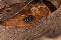 Small jumping spider Royalty Free Stock Photo