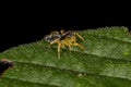 Small Jumping Spider