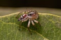 Small Jumping Spider