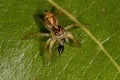 Small Jumping Spider