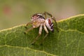 Small Jumping Spider