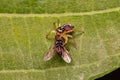 Small Jumping Spider of the Genus Frigga