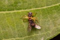 Small Jumping Spider of the Genus Frigga