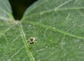 Small Jumping Spider on Green Leaf Royalty Free Stock Photo