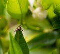 Small jumping spider on a green leaf Royalty Free Stock Photo