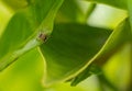 Small jumping spider on a green leaf Royalty Free Stock Photo