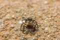 Small jumping spider on the ground