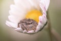 small jumping spider in a magherita flower