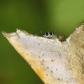 Jumping spider hiding behind dry leaf Royalty Free Stock Photo