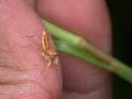 small jumping spider perched on the human hand Royalty Free Stock Photo