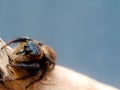 A small jumping spider is seen on a light branch against a plain, dark background. Royalty Free Stock Photo