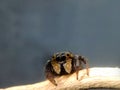 A small jumping spider is seen on a light branch against a plain, dark background. Royalty Free Stock Photo