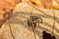 Small jumping spider sitting on a dead leaf