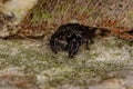 Small jumping spider Royalty Free Stock Photo