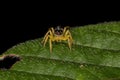 Small Jumping Spider