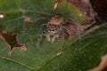 Small Jumping Spider Royalty Free Stock Photo