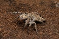 Small Jumping Spider Royalty Free Stock Photo