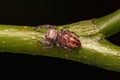Small Jumping Spider Royalty Free Stock Photo