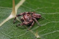 Small Jumping Spider Royalty Free Stock Photo