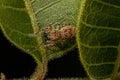 Small Jumping Spider Royalty Free Stock Photo