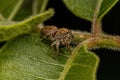 Small Jumping Spider Royalty Free Stock Photo