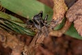 Small Jumping Spider Royalty Free Stock Photo