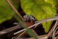 Small Jumping Spider Royalty Free Stock Photo