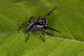 Small Jumping Spider Royalty Free Stock Photo