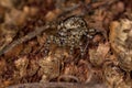 Small jumping spider Royalty Free Stock Photo