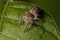 Small Jumping Spider Royalty Free Stock Photo