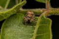 Small Jumping Spider Royalty Free Stock Photo