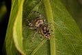 Small Jumping Spider Royalty Free Stock Photo