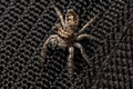 Small Jumping Spider Royalty Free Stock Photo