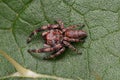 Small Jumping Spider Royalty Free Stock Photo