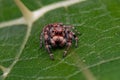 Small Jumping Spider Royalty Free Stock Photo