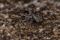 Small Jumping Spider Royalty Free Stock Photo