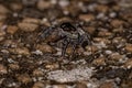 Small Jumping Spider Royalty Free Stock Photo