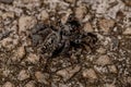 Small Jumping Spider Royalty Free Stock Photo